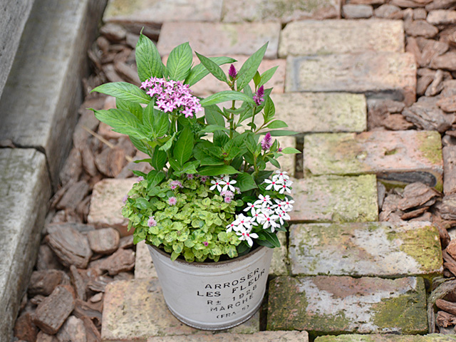 夏の寄せ植えA